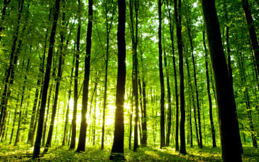 FSC FOREST WEEK 2022